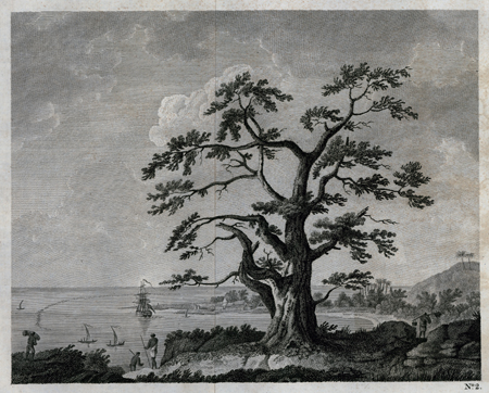 Plate II. A view of Matavai Bay in Otaheite; called by Captain Wallis, Port Royal Harbour in King George the Third's Island. The view is taken from One Tree Hill, and the tree is a new species of the Erythrina.